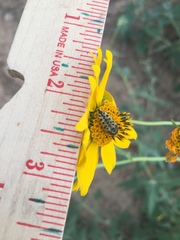 Acmaeodera maculifera