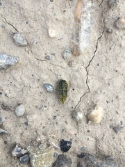 Acmaeodera maculifera