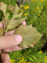 Crataegus scabrida