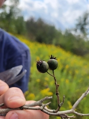 Crataegus scabrida