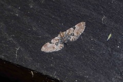Eupithecia carellia