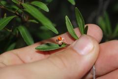 Gymnosporia bachmannii