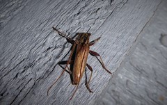 Eburida quadriguttata