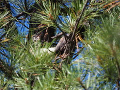 Sciurus aberti kaibabensis