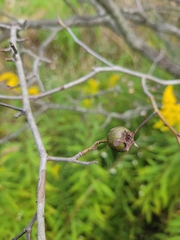 Crataegus scabrida