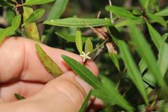 Gymnosporia bachmannii