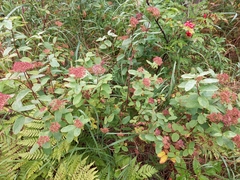 Spiraea stevenii
