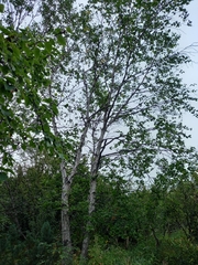 Betula ermanii