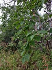 Betula ermanii
