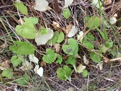 Viola epipsiloides