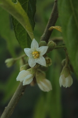 Solanum asperum