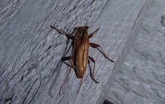 Eburida quadriguttata