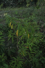 Solanum asperum