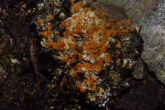 Gyalolechia bracteata