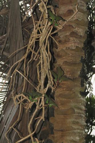 Tree Jockey (Dermatobotrys saundersii)