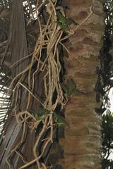 Dermatobotrys saundersii