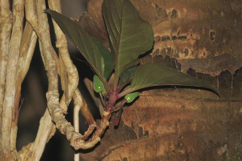 Dermatobotrys saundersii, photograph 2