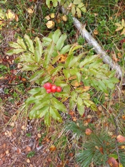 Sorbus sibirica