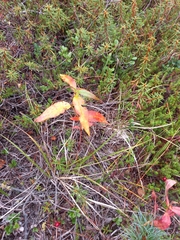 Koenigia tripterocarpa