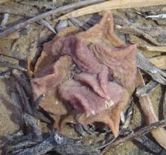 Anacampseros telephiastrum