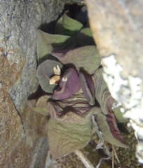 Anacampseros telephiastrum