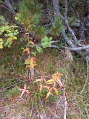 Koenigia tripterocarpa