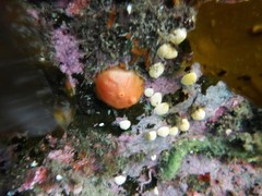 Didemnum carnulentum