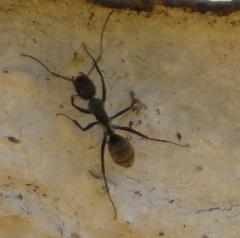 Camponotus cinctellus