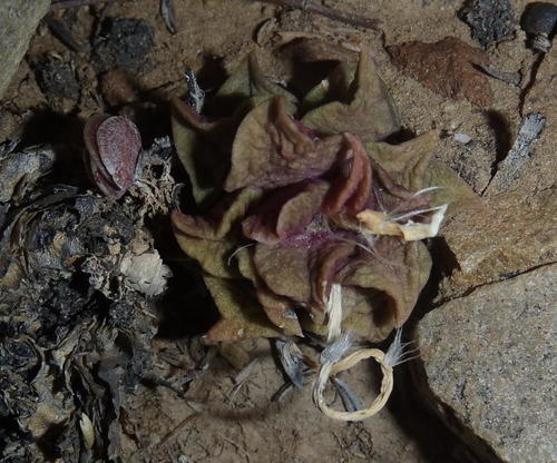 Anacampseros telephiastrum