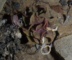 Anacampseros telephiastrum
