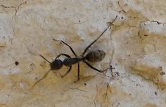 Camponotus cinctellus
