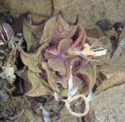 Anacampseros telephiastrum