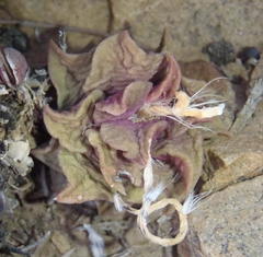 Anacampseros telephiastrum