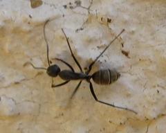 Camponotus cinctellus