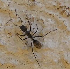 Camponotus cinctellus