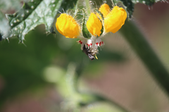 Colletinae
