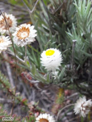 Achyranthemum paniculatum
