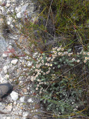 Achyranthemum paniculatum