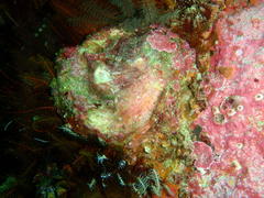 Ostreoidea
