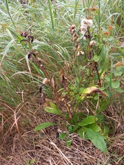 Solidago cuprea