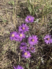 Symphyotrichum sericeum