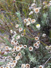 Achyranthemum paniculatum