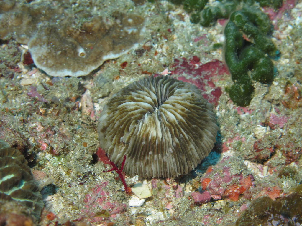 Cycloseris cyclolites