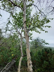 Betula ermanii