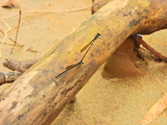 Acanthagrion floridense