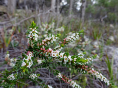 Thryptomene micrantha