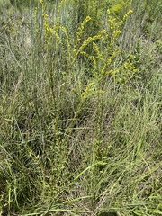 Solidago speciosa rigidiuscula