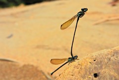 Acanthagrion floridense
