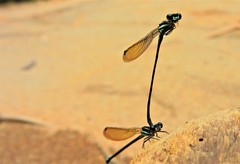 Acanthagrion floridense
