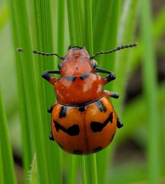 Milkweed Leaf Beetles